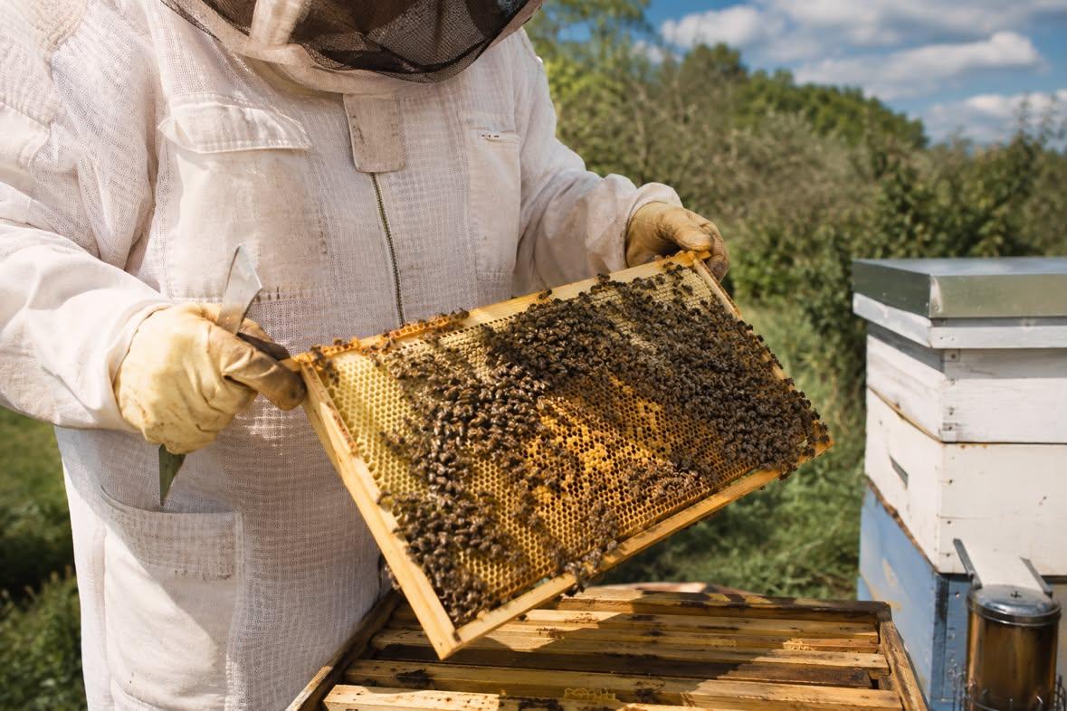 Beekeeper holding a bee-covered honeycomb frame at the apiary
